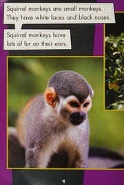 Tapa de Squirrel Monkeys