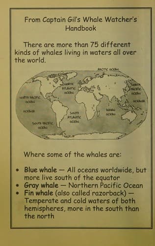 Tapa de Wild Whale Watch