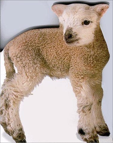 Tapa de Lamb.