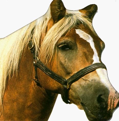 Tapa de Horse