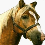 Tapa de Horse