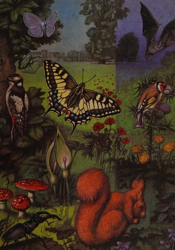 Tapa de The Shell Nature Book