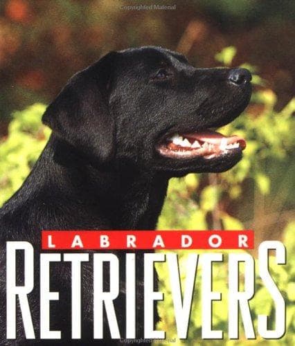 Tapa de Labrador retrievers