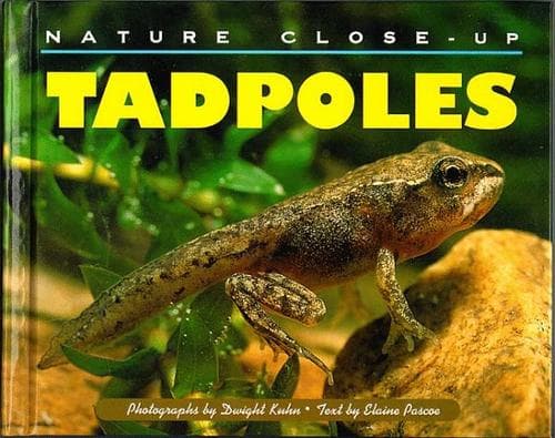 Tapa de Tadpoles