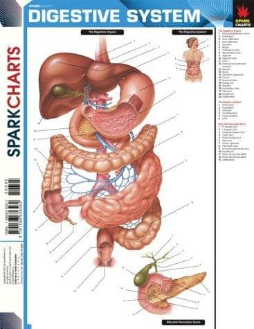 Tapa de Digestive System