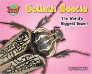 Tapa de Goliath Beetle