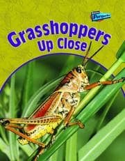 Tapa de Grasshoppers Up Close (Raintree Perspectives: Minibeasts Up Close)