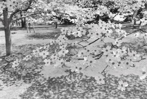 Tapa de Lee Friedlander