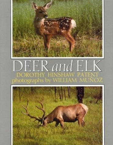 Tapa de Deer and elk