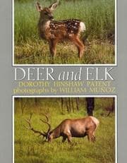 Tapa de Deer and elk