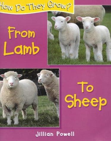 Tapa de Lamb to Sheep (How Do They Grow?)
