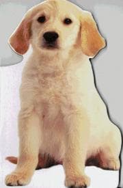 Tapa de Puppy
