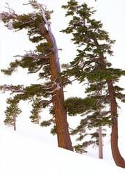 Tapa de Along Pear Lake, Sequoia National Park, Sierra Club Boxed Holiday Cards