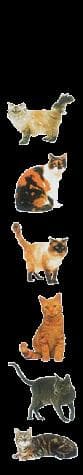 Tapa de Cats