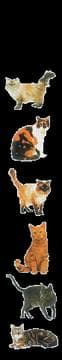Tapa de Cats