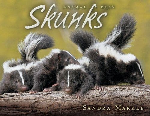 Tapa de Skunks (Animal Prey)