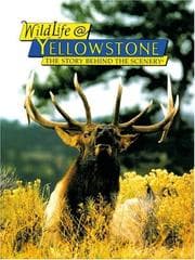Tapa de WildLife@Yellowstone