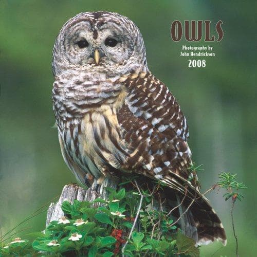 Tapa de Owls 2008 Square Wall Calendar