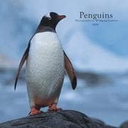 Tapa de Penguins 2008 Square Wall Calendar