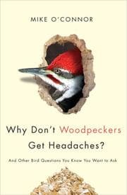 Tapa de Why don't woodpeckers get headaches?