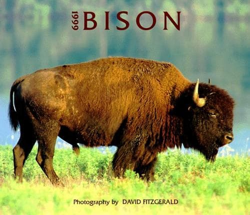 Tapa de Bison