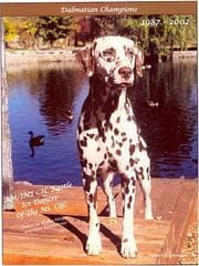 Tapa de Dalmatian Champions, 1987-2002