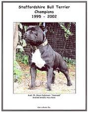 Tapa de Staffordshire Bull Terrier Champions, 1995-2002