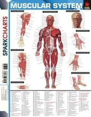 Tapa de Muscular System
