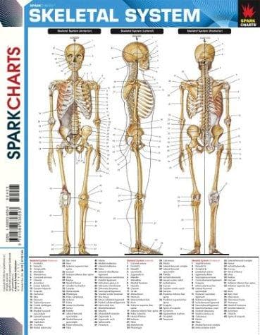 Tapa de Skeletal System
