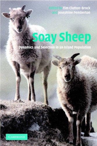 Tapa de Soay Sheep
