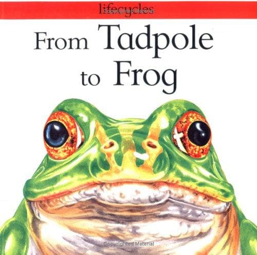 Tapa de From Tadpole to Frog (Lifecycles)