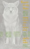 Tapa de Coyote in the maze