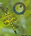 Tapa de Dragonflies