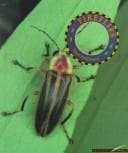 Tapa de Fireflies