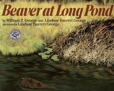 Tapa de Beaver at Long Pond