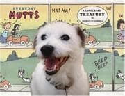 Tapa de Everyday Mutts