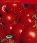 Tapa de Red (Colors in Nature/Raintree Sprouts)