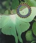 Tapa de Moths