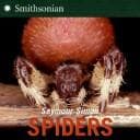 Tapa de Spiders