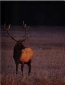 Tapa de The Smithsonian book of North American mammals