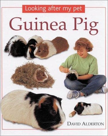 Tapa de Guinea pig