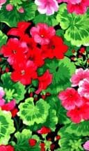 Tapa de Geranium Fields