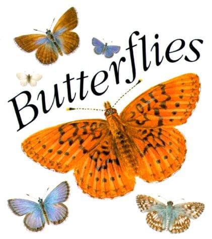 Tapa de Butterflies