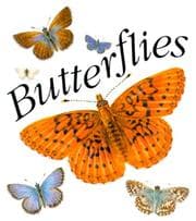 Tapa de Butterflies