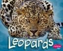 Tapa de Leopards