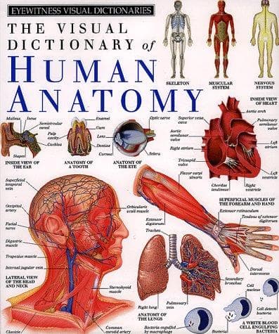 Tapa de Human Anatomy (DK Visual Dictionaries)