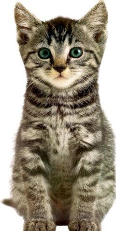 Tapa de Kitten