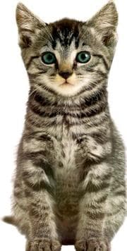 Tapa de Kitten