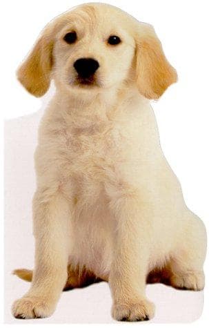 Tapa de Puppy
