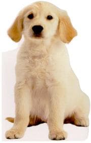 Tapa de Puppy